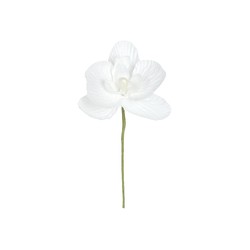 PIQUET - Orchidée blanc x 6...