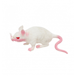 RAT - Blanc stretch (16cm)
