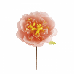 PIVOINE - Rose pastel/pêche...