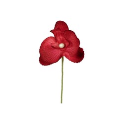ORCHIDEE - Bordeaux x 6 (en...