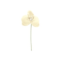 ORCHIDEE - Ivoire x 6 (en...