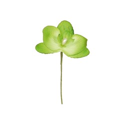 ORCHIDEE - Vert anis x 6...