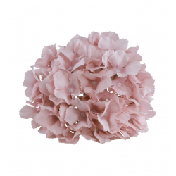 HORTENSIA - Vieux rose...