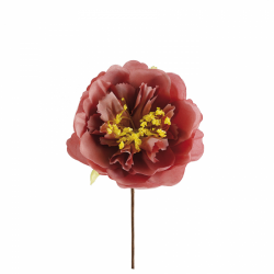 PIVOINE - Vieux rose (en...