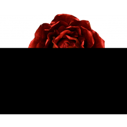 PIQUET/TIGE - Rose rouge...