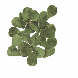 PETALE DE ROSE - Vert...