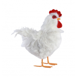 POULE - Blanche à plumes...