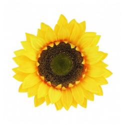 FLEUR - Tête de tournesol...