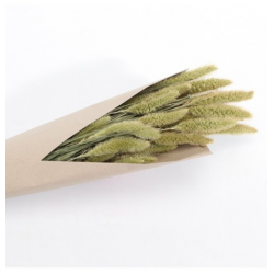 BOUQUET/PIQUET - Setaria...