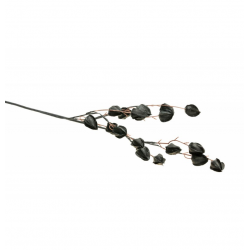 BRANCHE/TIGE - Physalis...