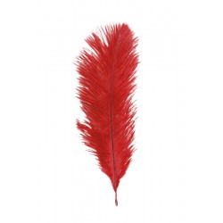 PLUME D'AUTRUCHE -...
