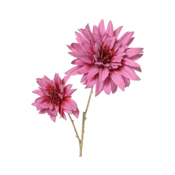 PIQUET/TIGE - Dahlia rose...