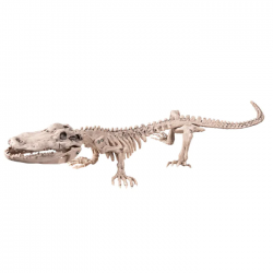 SQUELETTE - Crocodile (...
