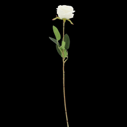 TIGE/BRANCHE - Rose blanche...