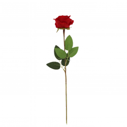 TIGE/BRANCHE - Rose rouge...