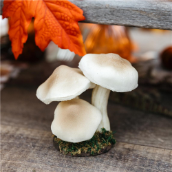 TRIO DE CHAMPIGNONS - Sur...